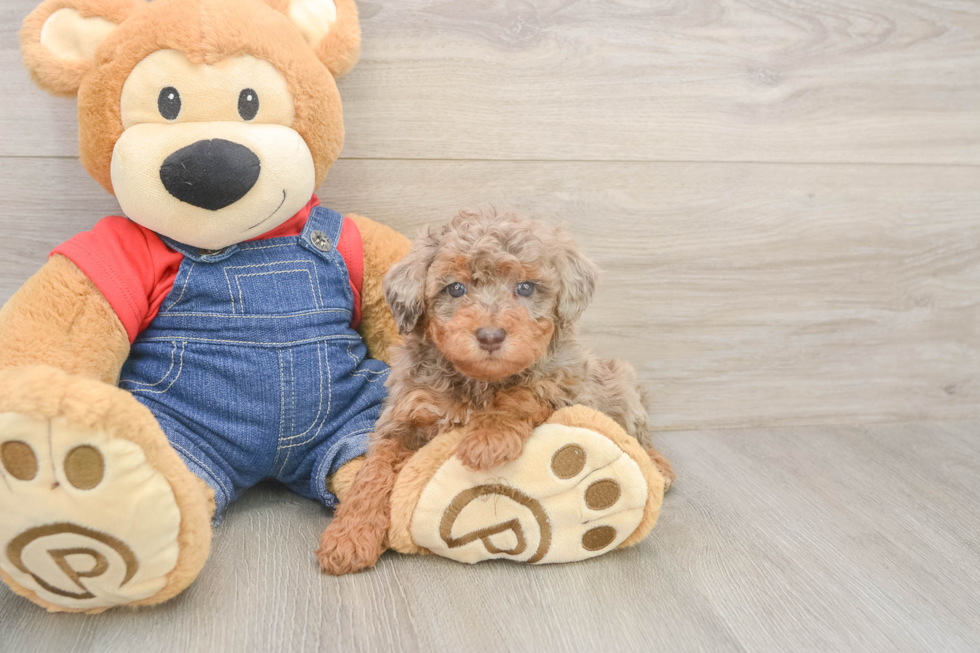 Poodle Puppy for Adoption