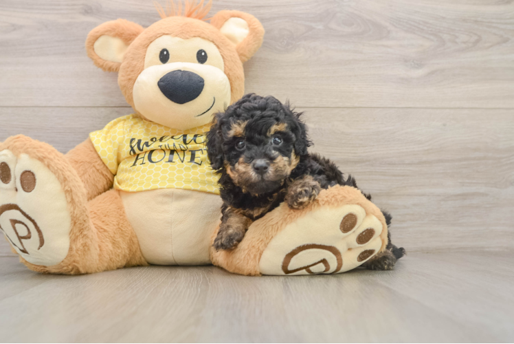 Playful Poodle Purebred Pup