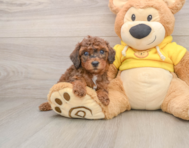 7 week old Poodle Puppy For Sale - Simply Southern Pups