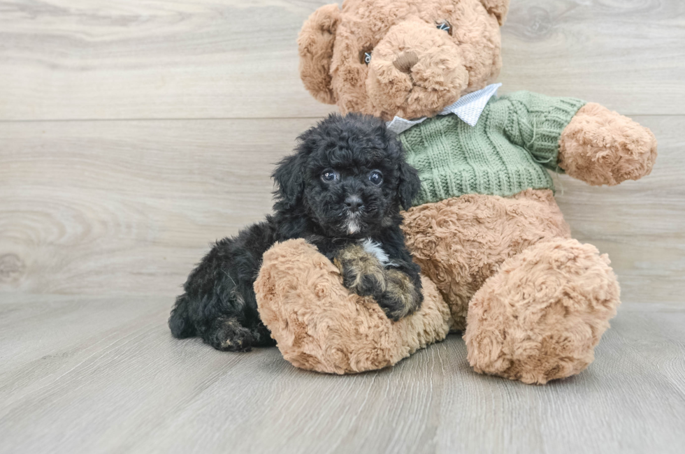 7 week old Poodle Puppy For Sale - Simply Southern Pups