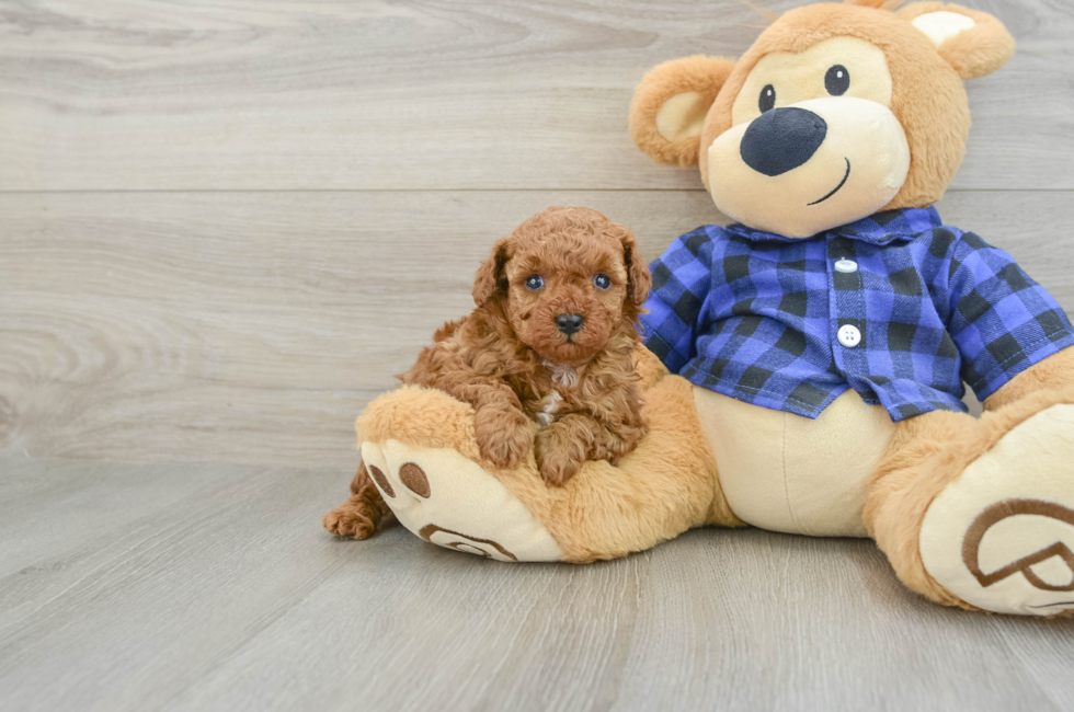5 week old Poodle Puppy For Sale - Simply Southern Pups