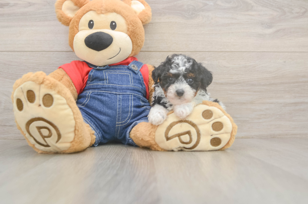 5 week old Poodle Puppy For Sale - Simply Southern Pups