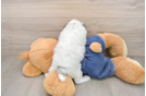 Playful Poodle Baby