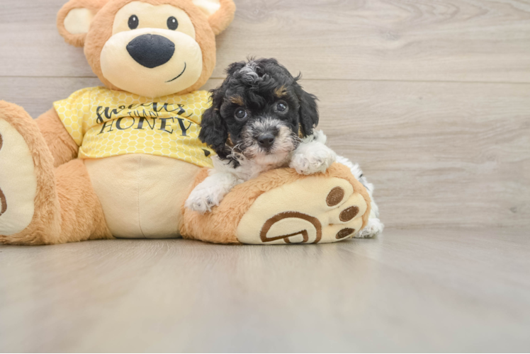 Best Poodle Baby