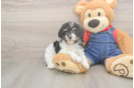 Little Poodle Baby