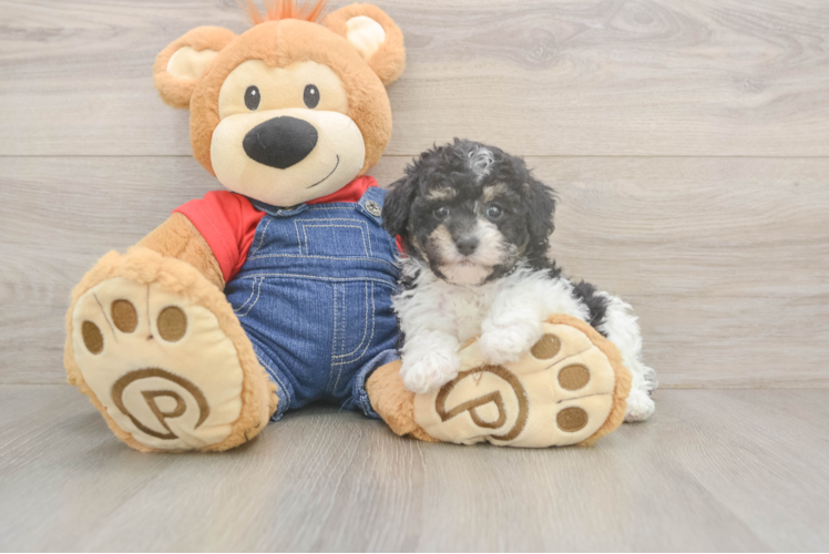 Poodle Puppy for Adoption