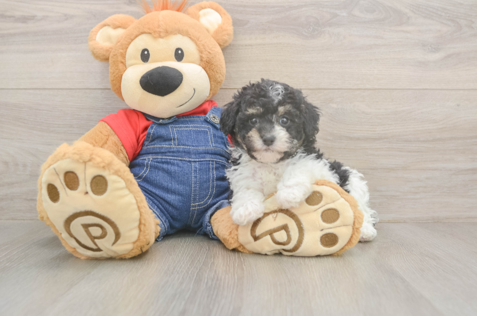 5 week old Poodle Puppy For Sale - Simply Southern Pups