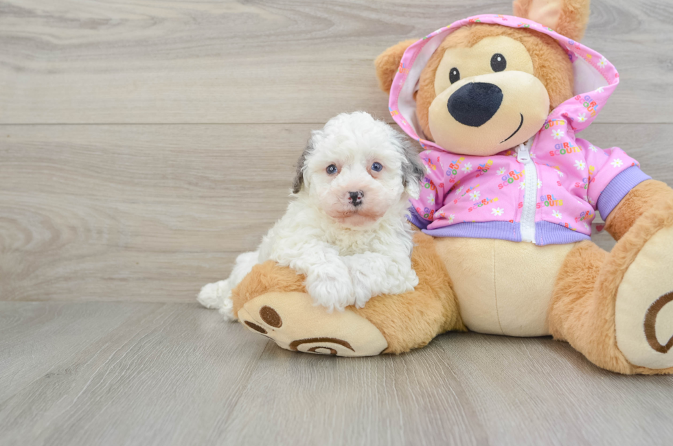 7 week old Poodle Puppy For Sale - Simply Southern Pups