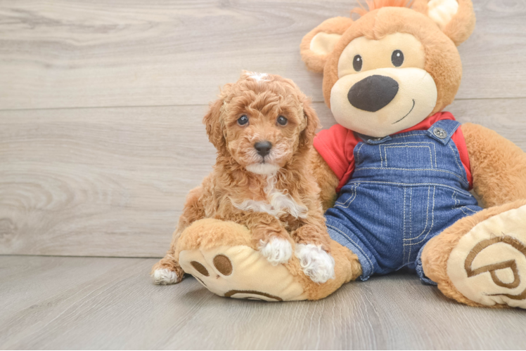 Best Poodle Baby