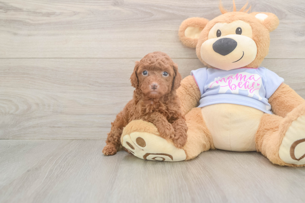 Meet Momo - our Poodle Puppy Photo  2/3 - Simply Southern Pups Akc Registered Poodle Purebred Pup