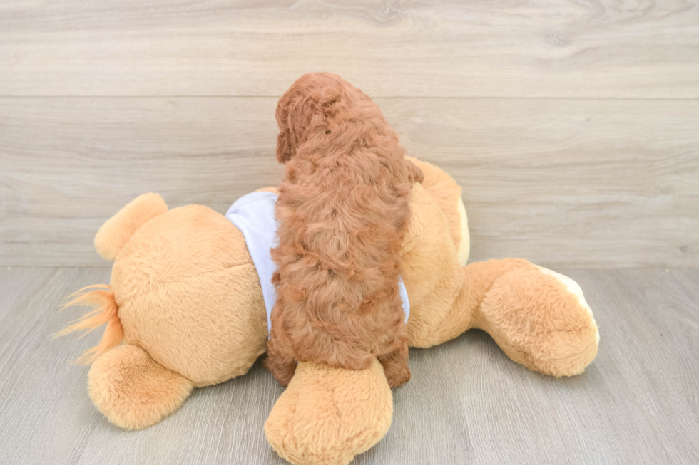 Meet Momo - our Poodle Puppy Photo  3/3 - Simply Southern Pups Sweet Toy Poodle Purebred Puppy