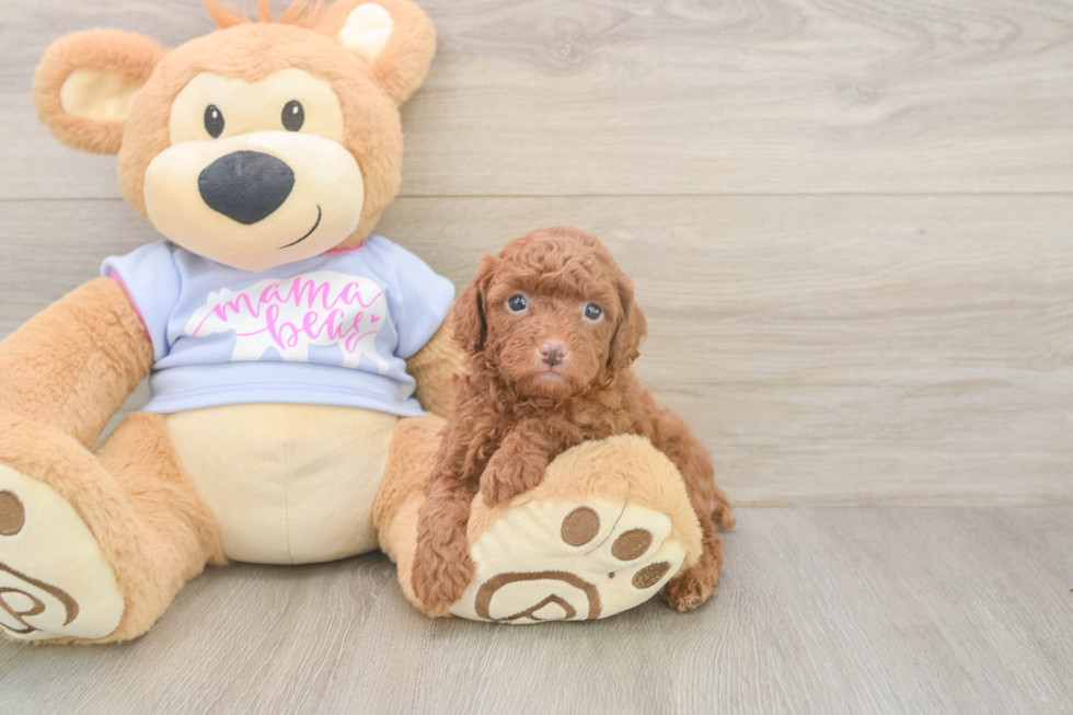 Meet Momo - our Poodle Puppy Photo  1/3 - Simply Southern Pups Adorable Toy Poodle Purebred Puppy
