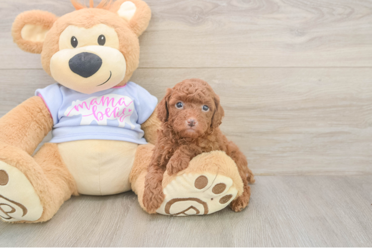 Meet Momo - our Poodle Puppy Photo  1/3 - Simply Southern Pups Adorable Toy Poodle Purebred Puppy