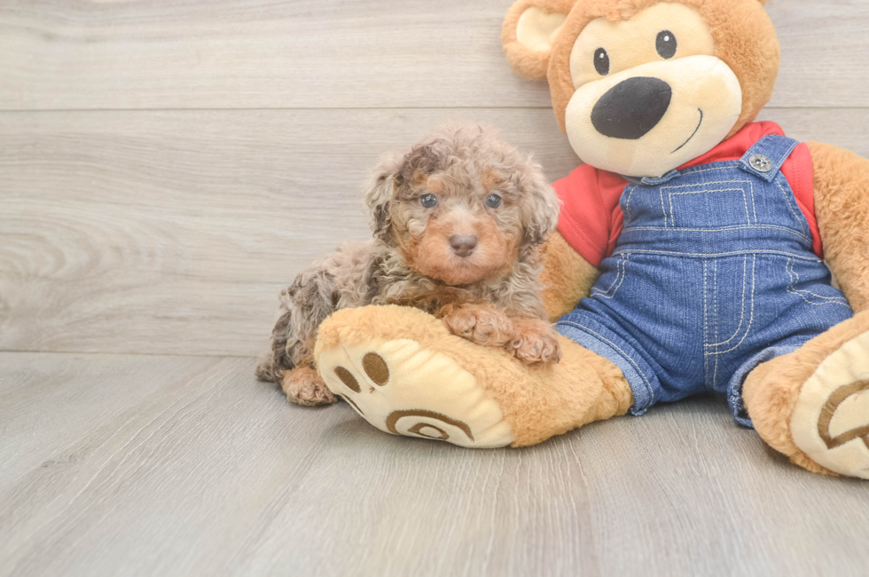 5 week old Poodle Puppy For Sale - Simply Southern Pups