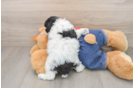 Little Poodle Baby