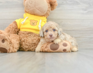 8 week old Poodle Puppy For Sale - Simply Southern Pups