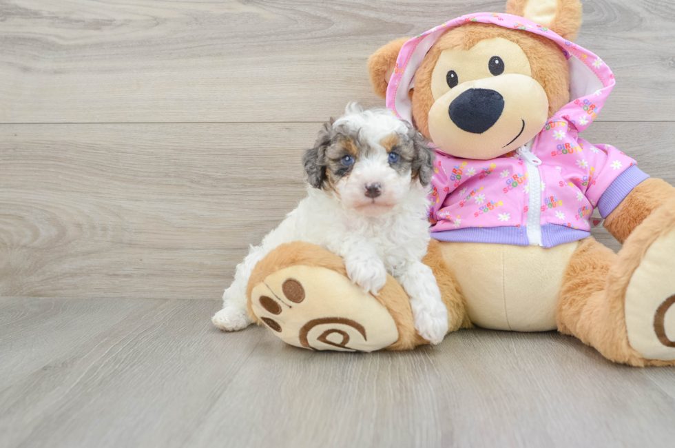 7 week old Poodle Puppy For Sale - Simply Southern Pups