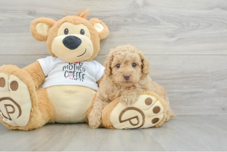 Poodle Puppy for Adoption