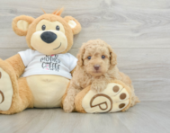 7 week old Poodle Puppy For Sale - Simply Southern Pups
