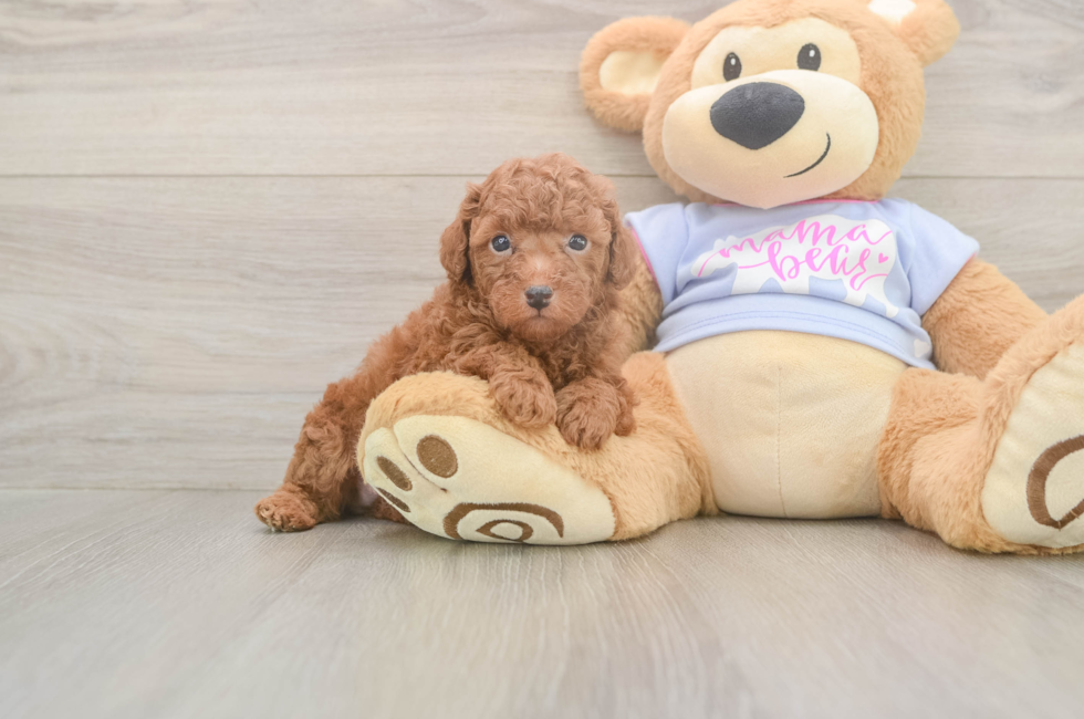 6 week old Poodle Puppy For Sale - Simply Southern Pups