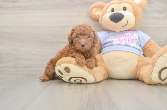 6 week old Poodle Puppy For Sale - Simply Southern Pups Poodle Pup Being Cute