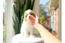 Cute Toy Poodle Purebred Puppy