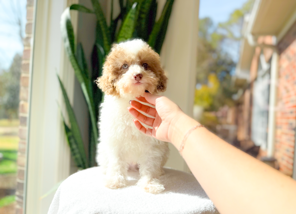 Cute Pudle Purebred Puppy