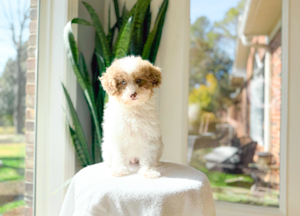 Cute Pooodle Purebred Puppy