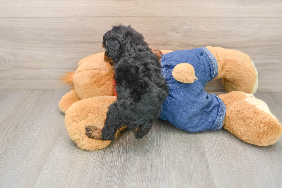 Poodle Pup Being Cute