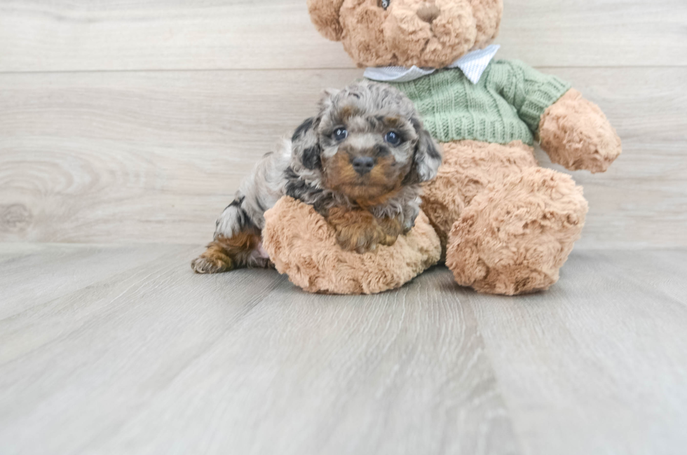 6 week old Poodle Puppy For Sale - Simply Southern Pups