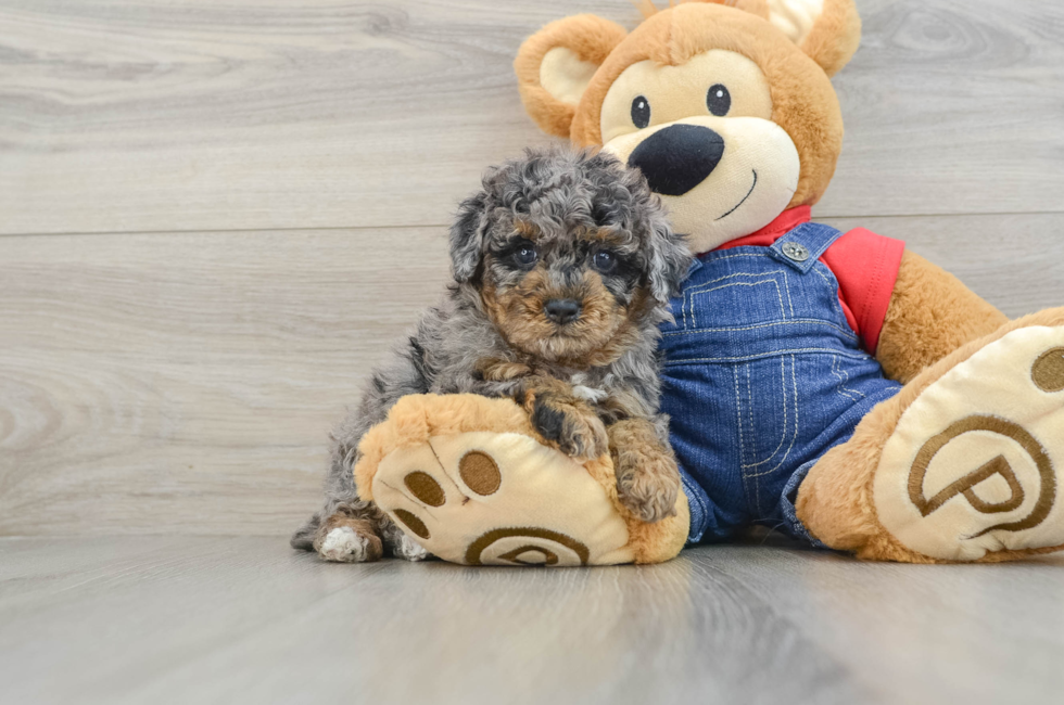 6 week old Poodle Puppy For Sale - Simply Southern Pups