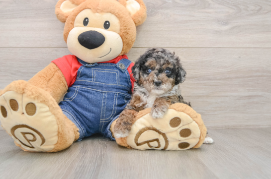 Adorable Toy Poodle Purebred Puppy