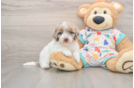 Little Poodle Purebred Pup