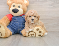 7 week old Poodle Puppy For Sale - Simply Southern Pups