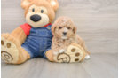 Fluffy Pudle Purebred Puppy
