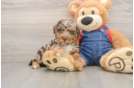 Fluffy Toy Poodle Purebred Puppy