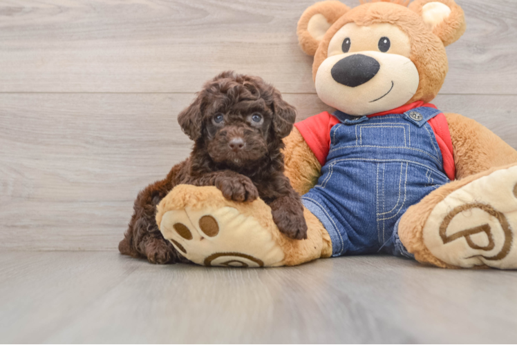 Popular Poodle Baby
