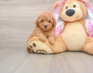 6 week old Poodle Puppy For Sale - Simply Southern Pups