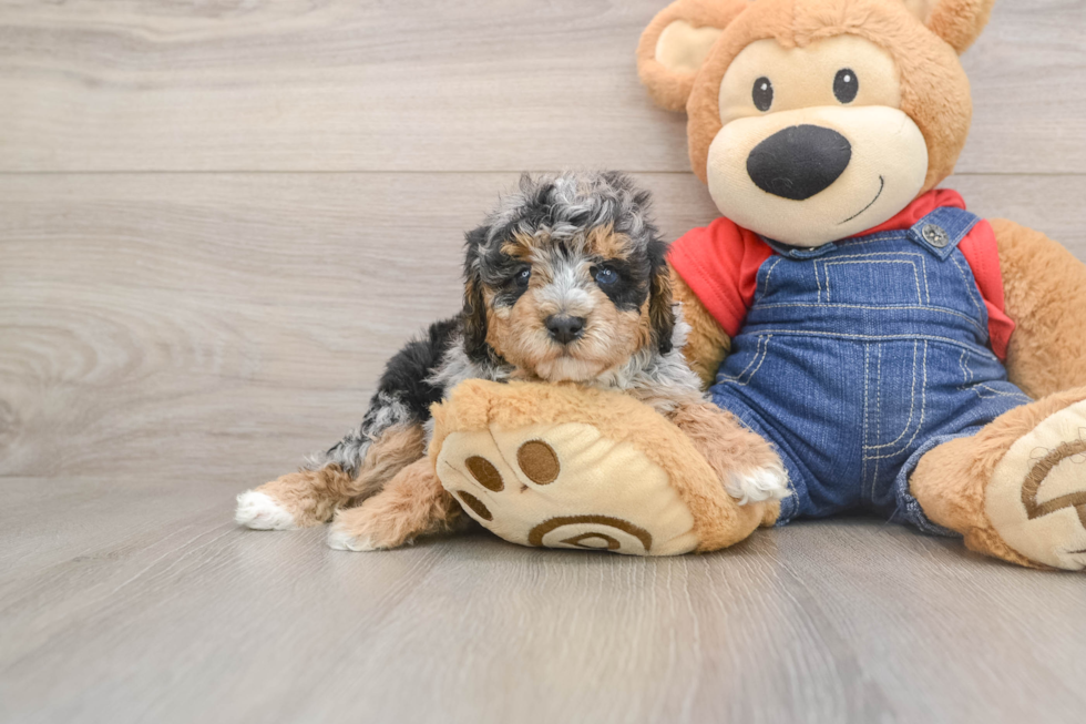 Poodle Puppy for Adoption