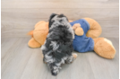 Poodle Pup Being Cute
