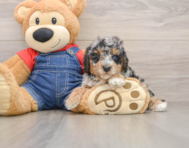 8 week old Poodle Puppy For Sale - Simply Southern Pups