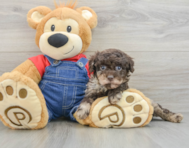 8 week old Poodle Puppy For Sale - Simply Southern Pups