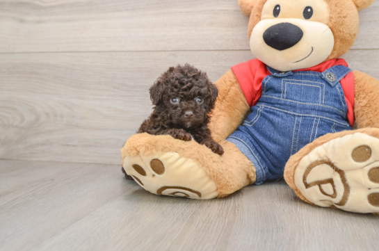 Energetic Caniche Purebred Puppy