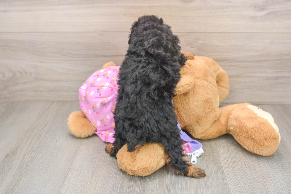 Poodle Puppy for Adoption