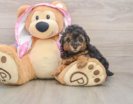 7 week old Poodle Puppy For Sale - Simply Southern Pups