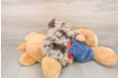 Funny Poodle Purebred Pup