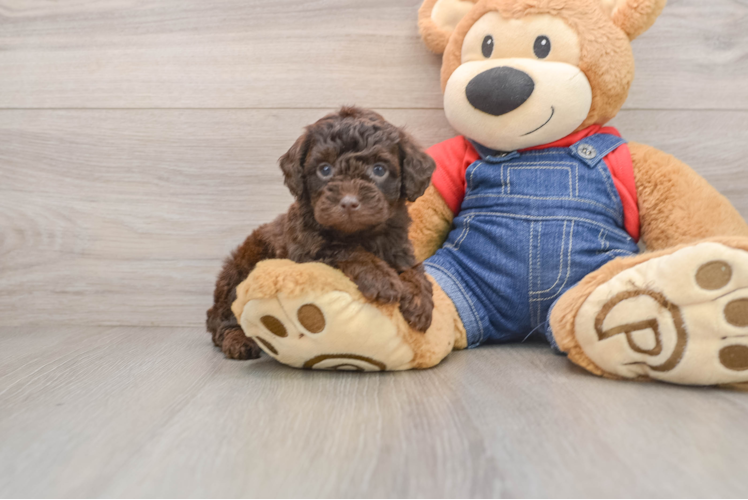 Poodle Puppy for Adoption