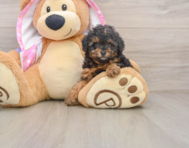 7 week old Poodle Puppy For Sale - Simply Southern Pups