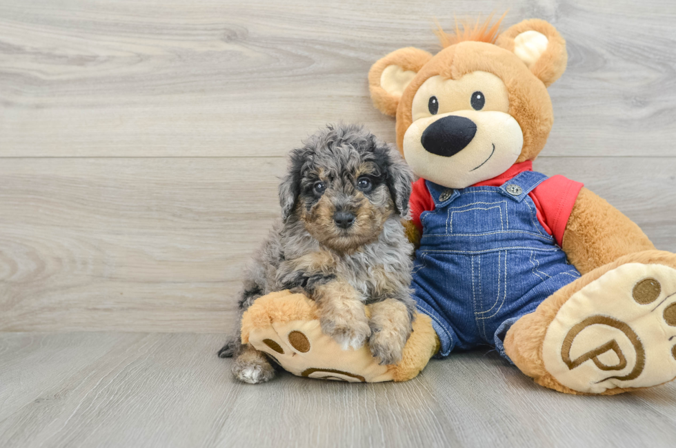 6 week old Poodle Puppy For Sale - Simply Southern Pups