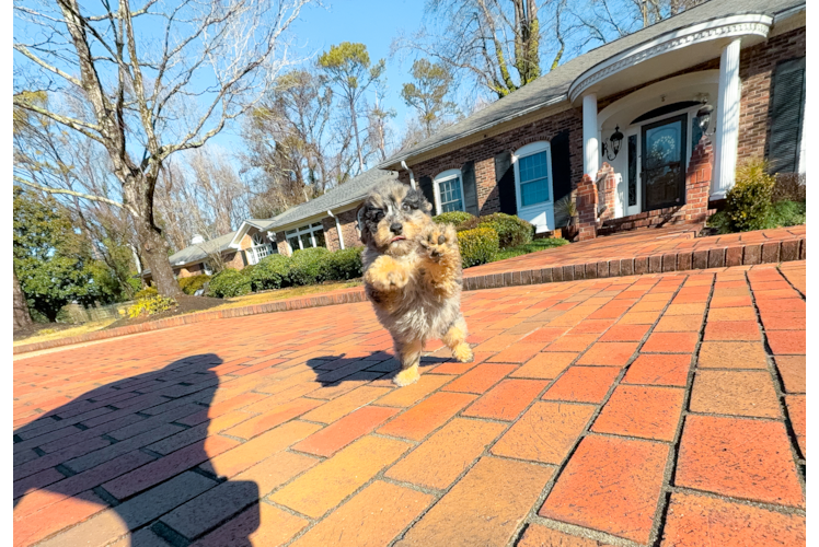 Cute Poodle Purebred Pup